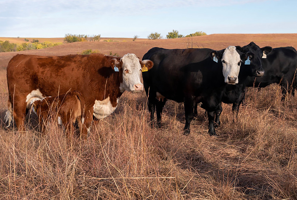 Cows and their fall-born calves out on pasture (Photo: K-State Research and Extension)