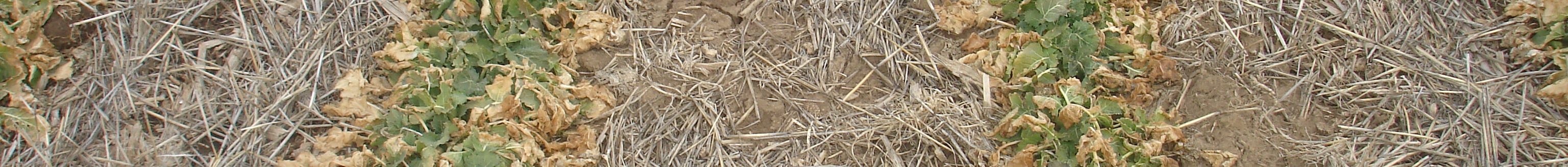 Canola got a dose of good news when Scoular announced plans to expand its crushed seed facility west of Goodland, Kansas. (Photo courtesy of Michael Stamm.)