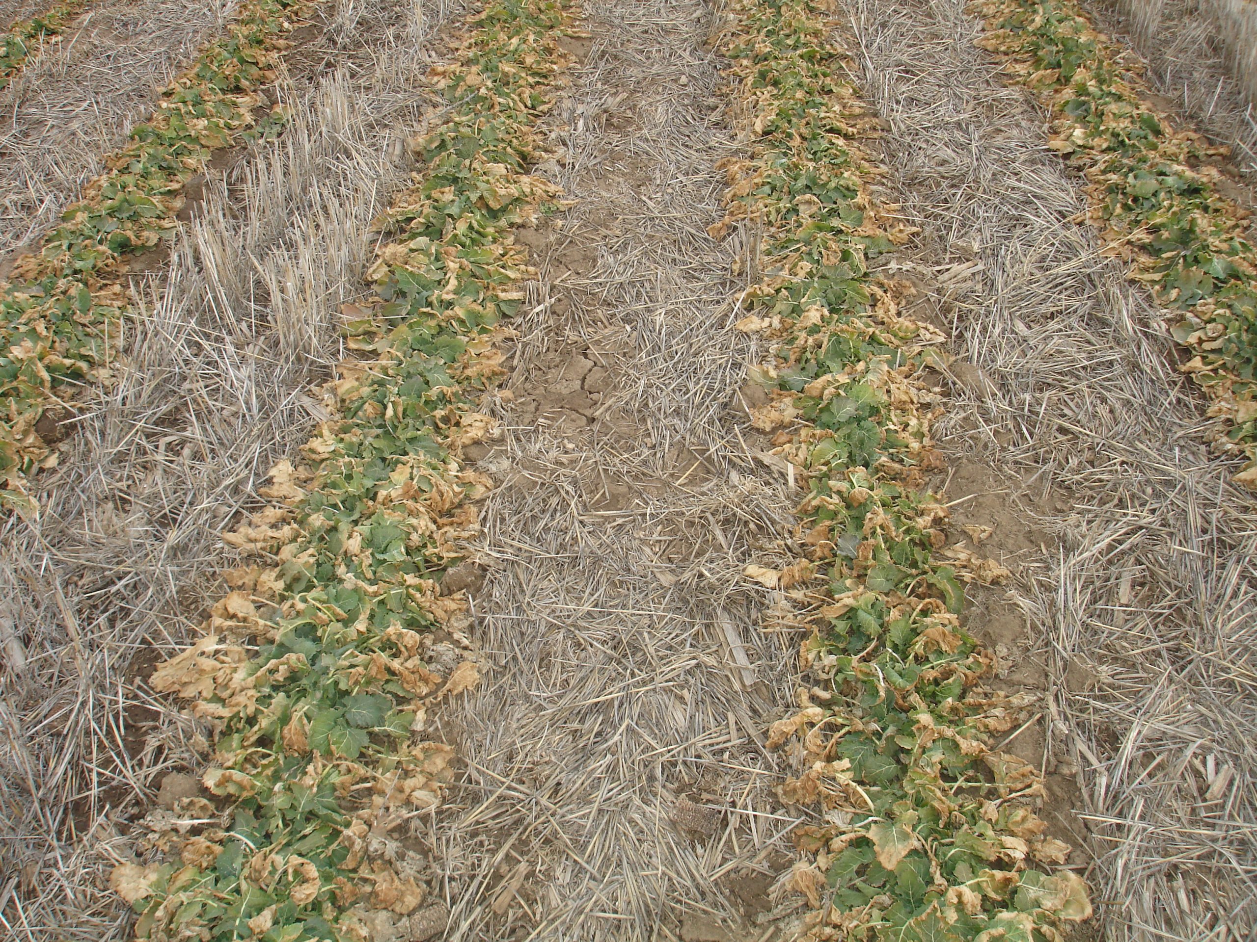 Canola got a dose of good news when Scoular announced plans to expand its crushed seed facility west of Goodland, Kansas. (Photo courtesy of Michael Stamm.)