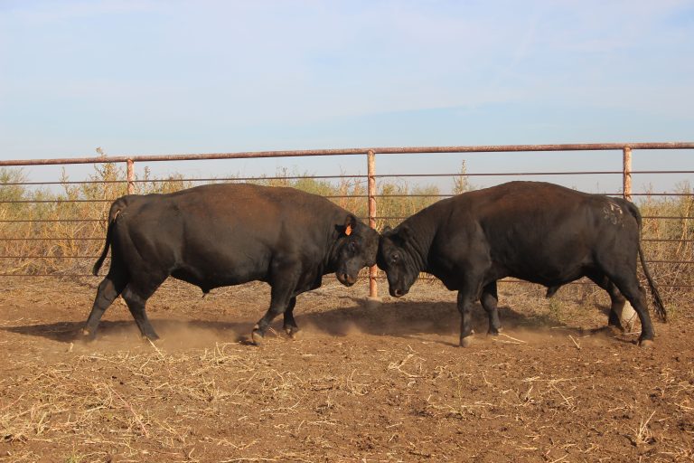 Bull injuries can be caused by a number of things, including fighting between bulls. Injuries can keep them for successfully breeding cows. (Journal photo by Lacey Vilhauer.)