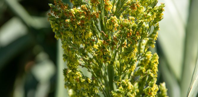 Jeremiah Nicholson, Ford County, Kansas farmer, expects sorghum harvest sooner rather than later in 2024, especially if hot temps persist. (Journal photo by Kylene Scott.)