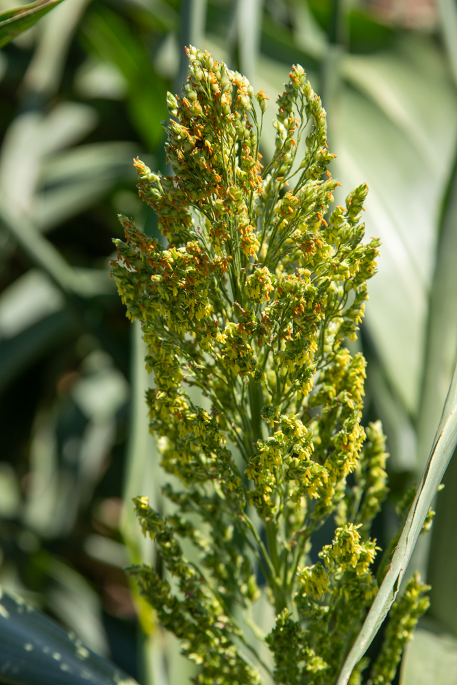 Jeremiah Nicholson, Ford County, Kansas farmer, expects sorghum harvest sooner rather than later in 2024, especially if hot temps persist. (Journal photo by Kylene Scott.)