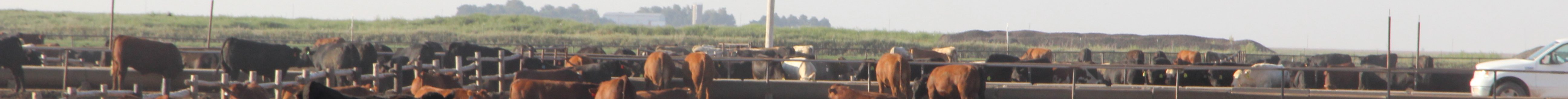 Cattle in a pen at Hy-Plains Feedyard LLC, Montezuma. (Journal photo by Dave Bergmeier.)