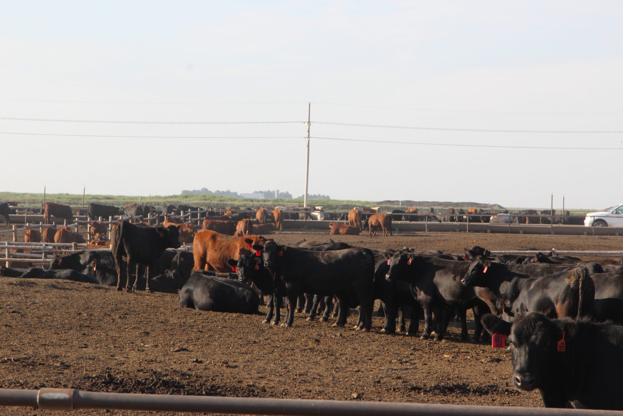 Cattle in a pen at Hy-Plains Feedyard LLC, Montezuma. (Journal photo by Dave Bergmeier.)