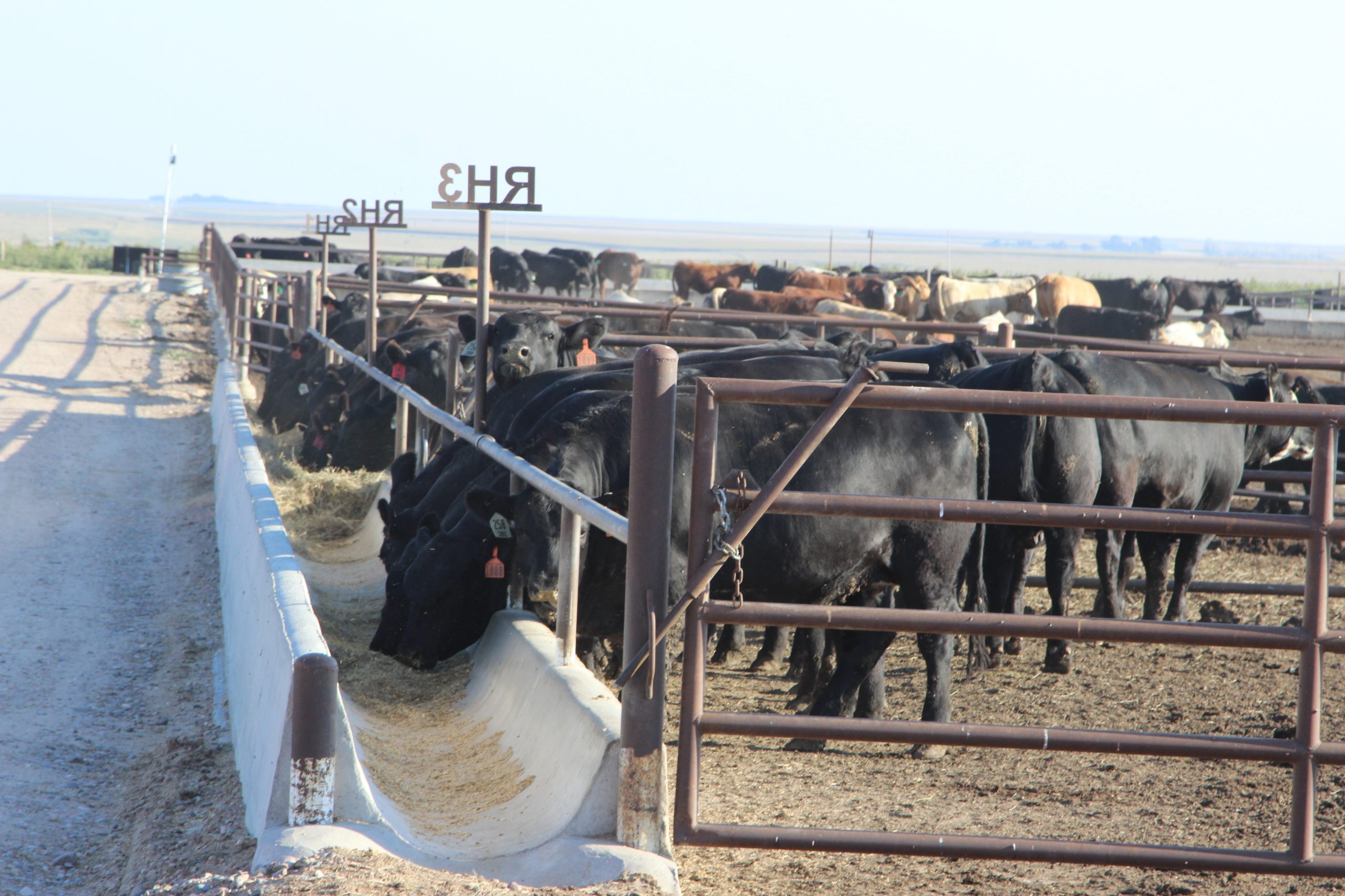 Cattle in a feedlot at Hy-Plains in Montezuma, Kansas. (Journal photo by Dave Bergmeier.)