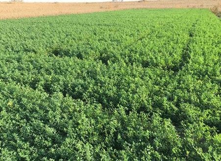 Alfalfa stand with approximately 12 inches of top growth prior to winter dormancy. The last cut in this stand was performed in early September, and this photo was taken in late October. This stand will be hayed immediately following the first killing frost. Photo by Romulo Lollato, K-State Research and Extension.