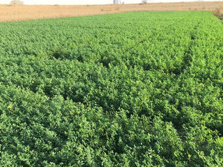 Alfalfa stand with approximately 12 inches of top growth prior to winter dormancy. The last cut in this stand was performed in early September, and this photo was taken in late October. This stand will be hayed immediately following the first killing frost. Photo by Romulo Lollato, K-State Research and Extension.