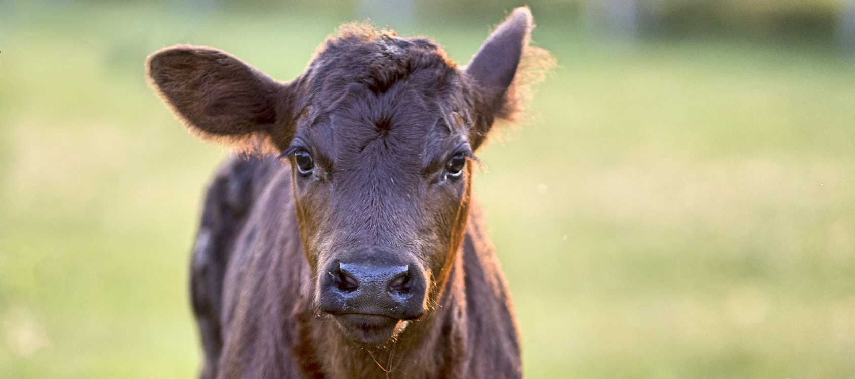 Preconditioning Calves (Photo courtesy of Frank J. Buchman)