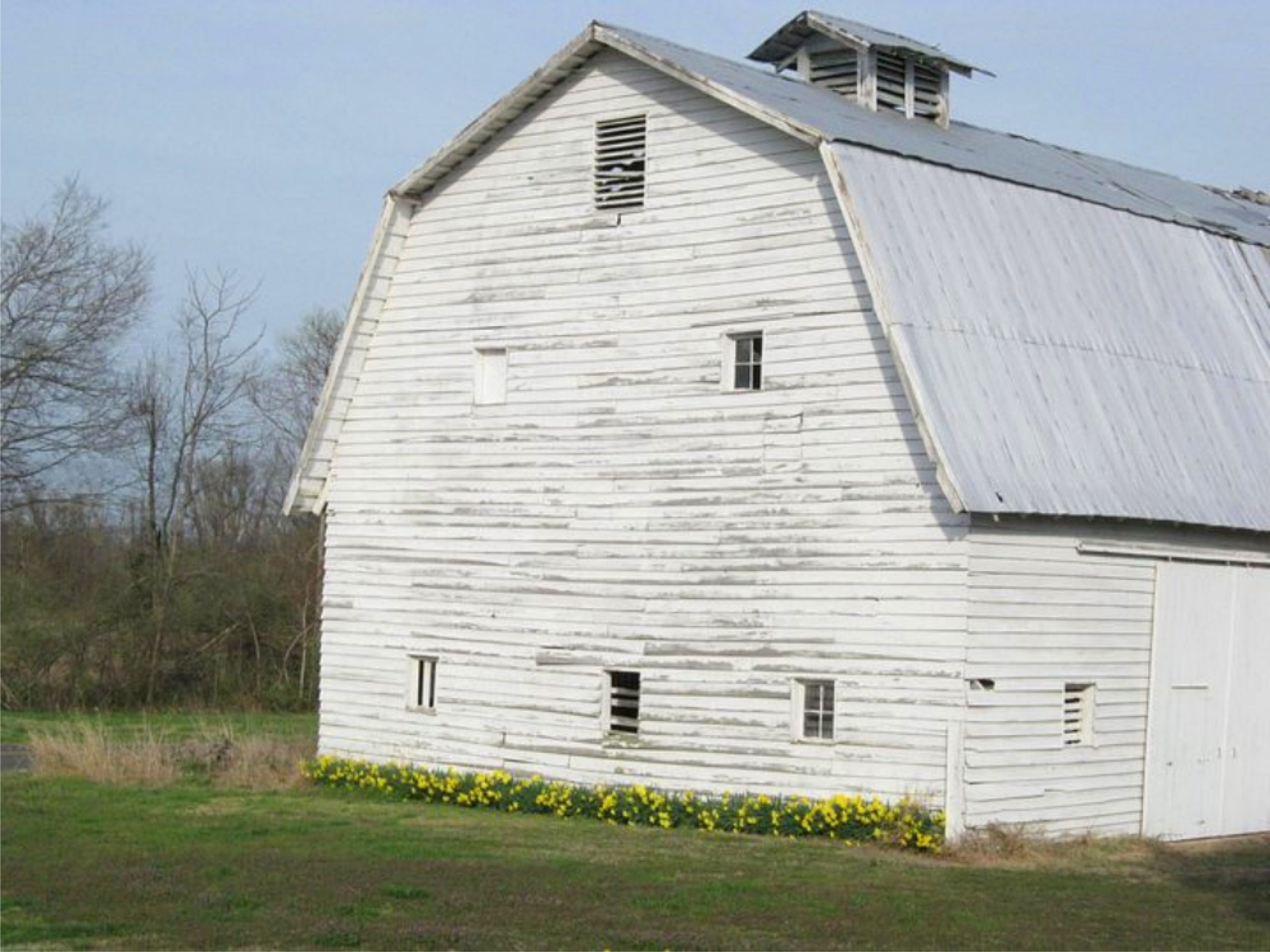 Dairy barn as it appeared in the spring several years ago. (Photo courtesy of Shelley Byrne.)