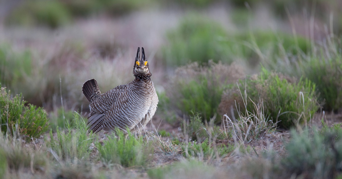 Lesser prairie chicken, or Tympanuchus pallidicinctus. (Photo courtesy of U.S. Fish and Wildlife Service/Ryan Hagerty.)