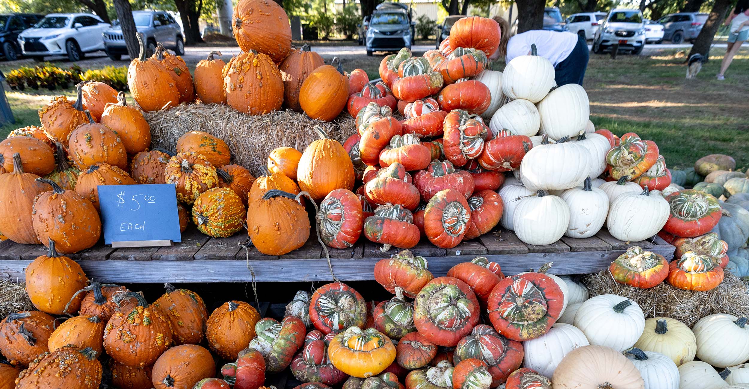 The Botanic Garden at Oklahoma State University hosts its annual pumpkin and mum sale during GardenFest, slated this year for Sept. 28. (Photo by Mitchell Alcala, OSU Agriculture)