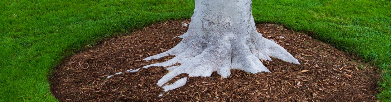 Tree trunk base with mulch and green grass (Photo: iStock - sanfel)