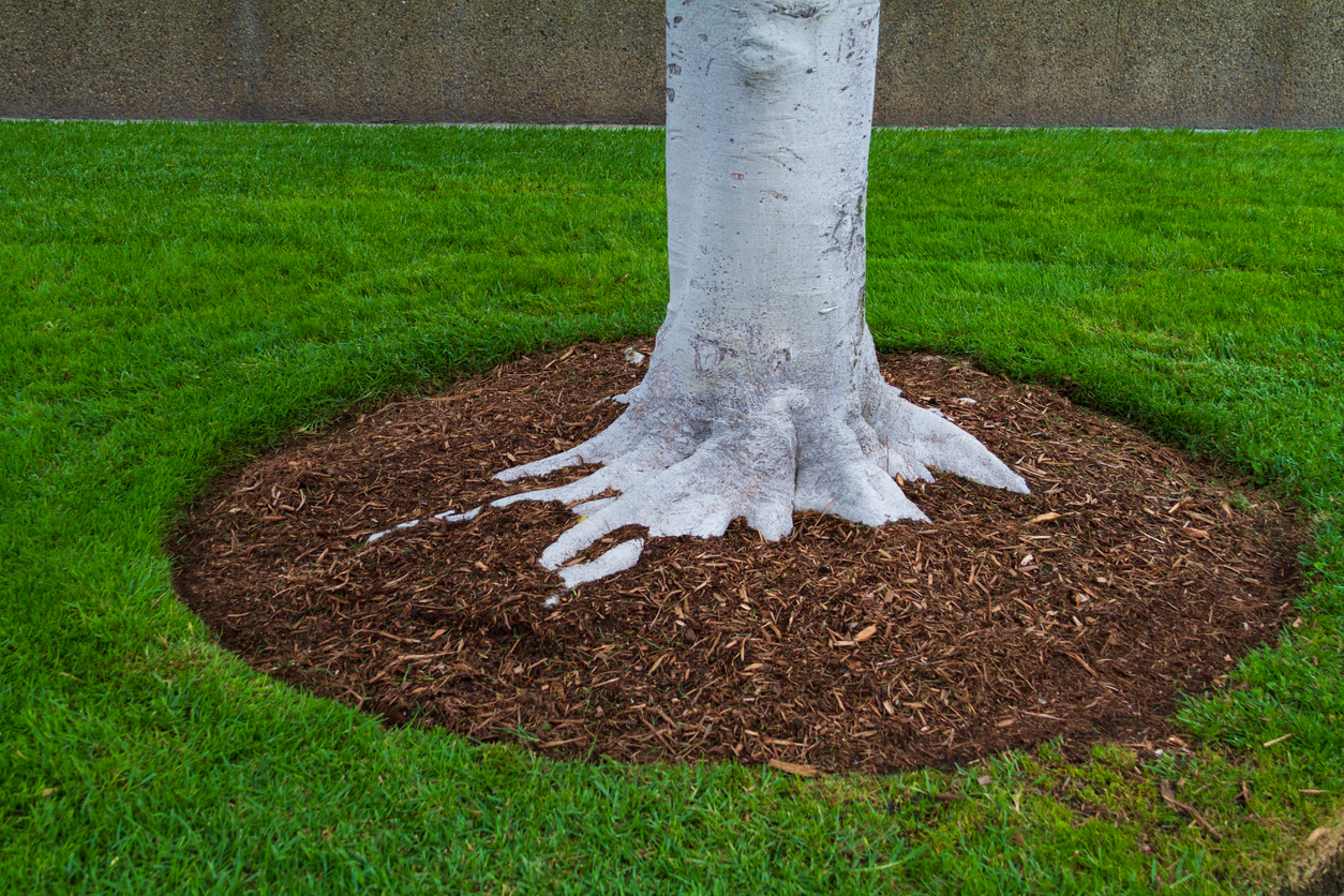 Tree trunk base with mulch and green grass (Photo: iStock - sanfel)