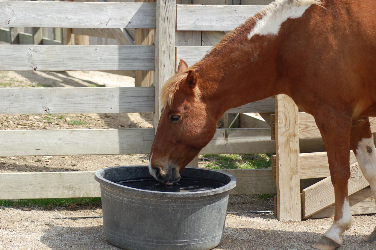 Horse drinking water (Photo: iStock - hunnicutt2004)