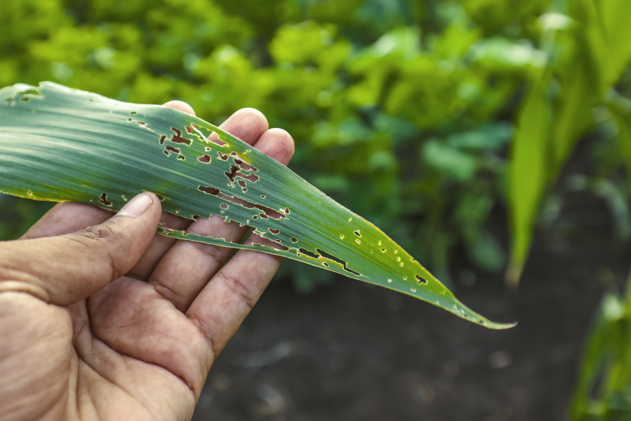 Agronomist examining damaged corn leaf , Corn leaves attacked by worms in maize field. (Photo: iStock - Nikhil Patil)