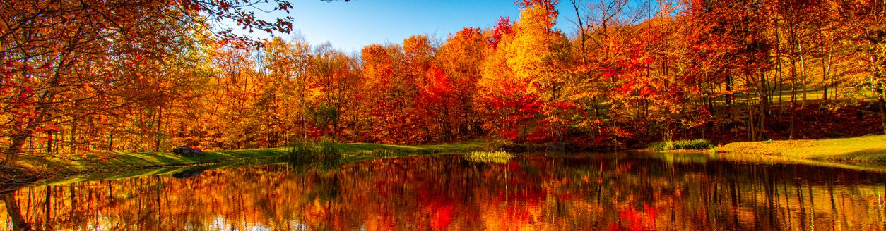 Fall foliage (Photo: iStock - Zane Chambers)