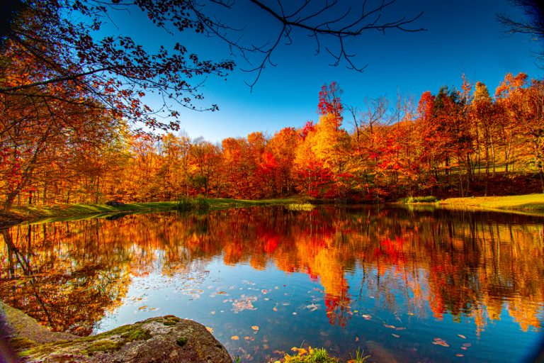 Fall foliage (Photo: iStock - Zane Chambers)