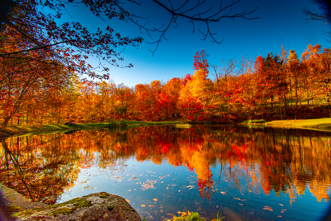 Fall foliage (Photo: iStock - Zane Chambers)