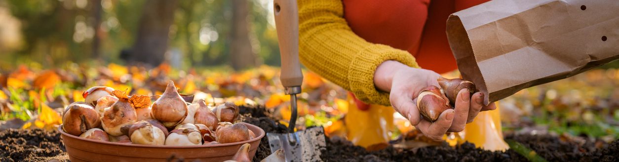 Woman planting tulip bulbs in a flower bed during a beautiful sunny autumn afternoon. (Photo: iStock - AndreaObzerova)