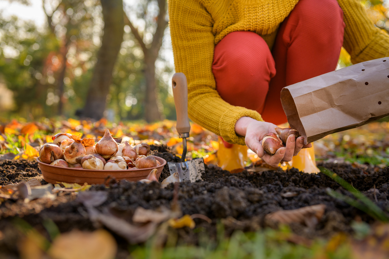 Woman planting tulip bulbs in a flower bed during a beautiful sunny autumn afternoon. (Photo: iStock - AndreaObzerova)