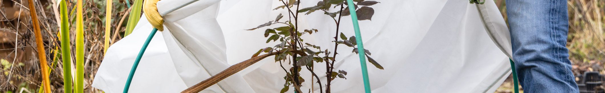 Winter Protection for garden, winter shelter for garden plants, shelter rhododendrons. (Photo: iStock - Olga Seifutdinova)