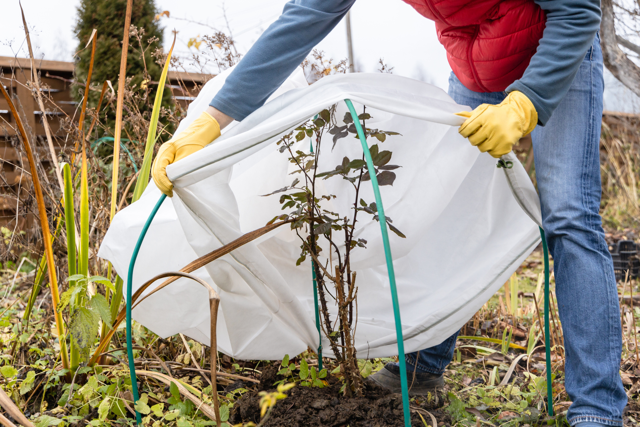 Winter Protection for garden, winter shelter for garden plants, shelter rhododendrons. (Photo: iStock - Olga Seifutdinova)