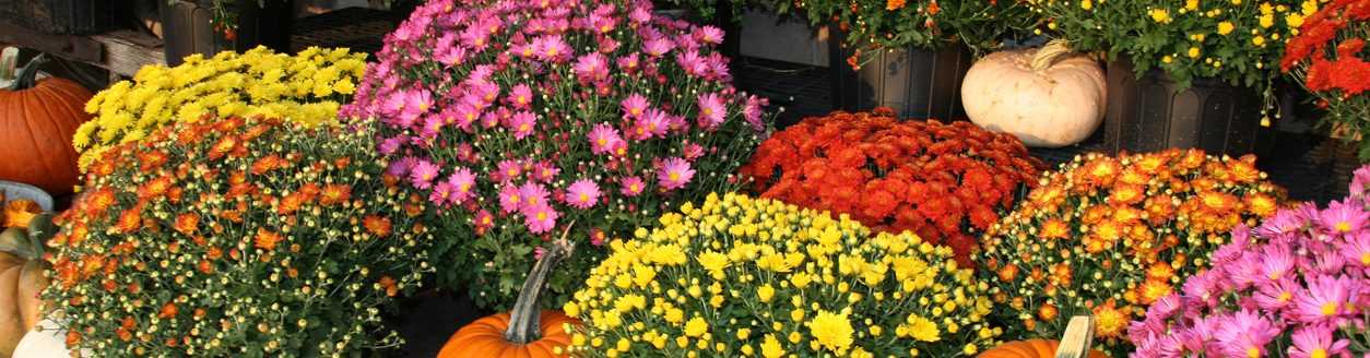 Fall, Autumn, pumpkins, gourds and colorful mums (Photo: iStock - SheilaYarger)