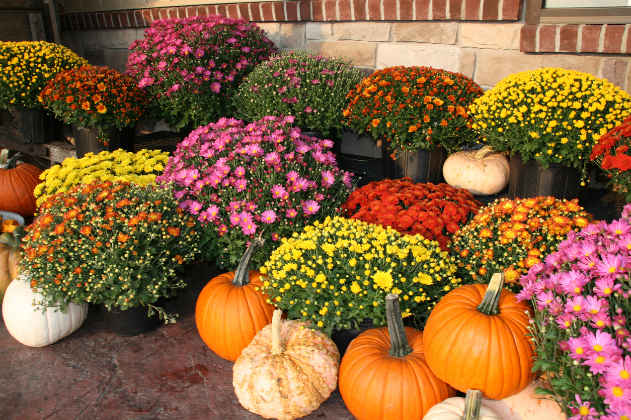 Fall, Autumn, pumpkins, gourds and colorful mums (Photo: iStock - SheilaYarger)