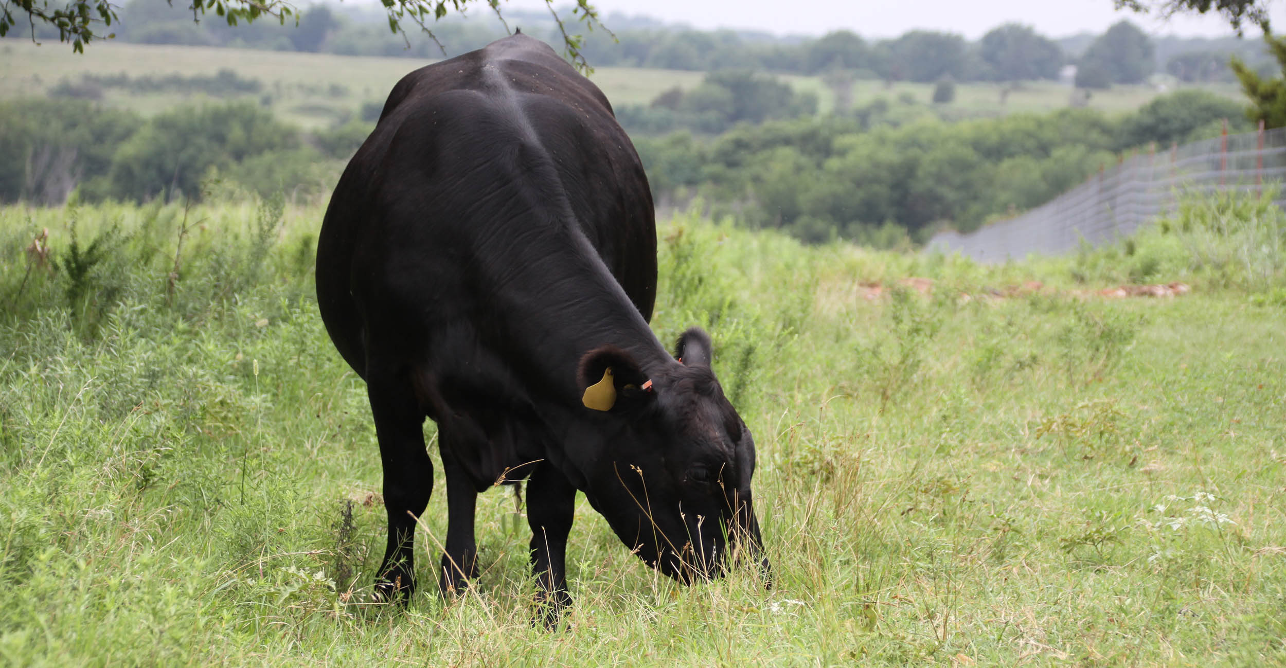 A new field day on Oct. 17 is geared towards cattle producers and will be held at several research stations in the Stillwater area. Topics will include beef production, cattle and forage management, parasite control and production economics. (Photo by OSU Agriculture)