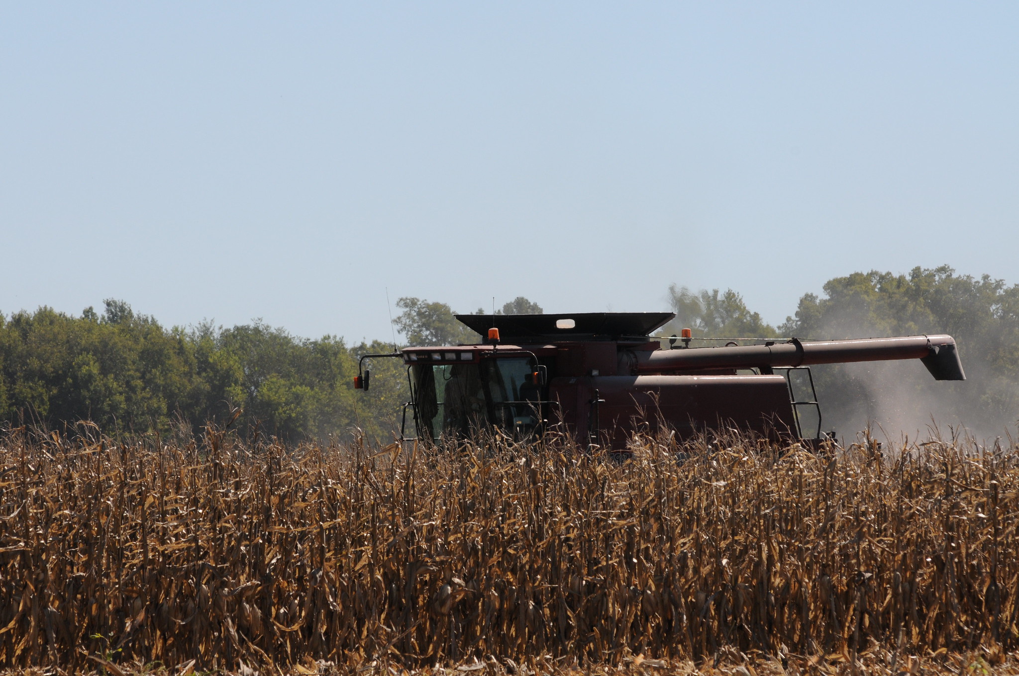 Corn Harvest (Photo courtesy of of Kansas State University Extension)