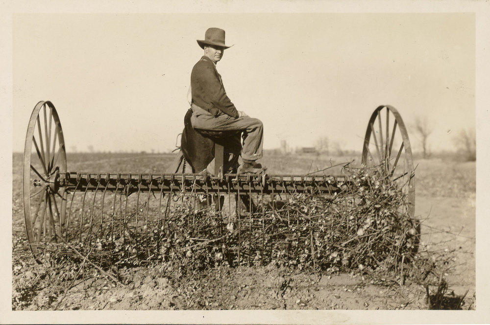 From Pink Bollworm Project Photograph Collection courtesy of the U.S. Department of Agriculture.