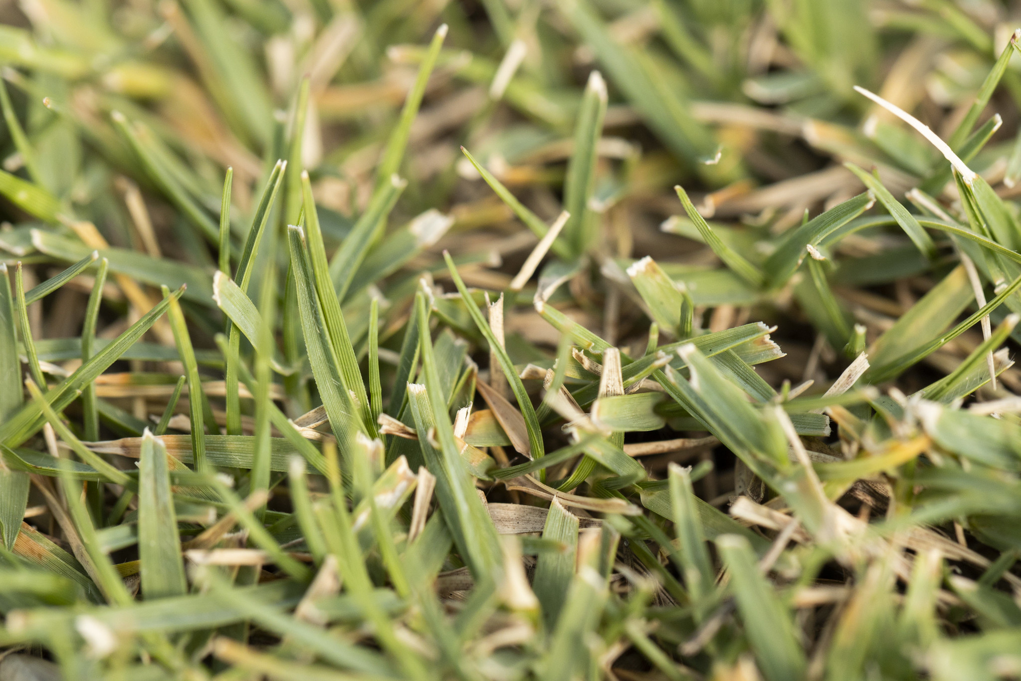 A multi-state team of turfgrass researchers collaborated on a recent study that identified recommendations for keeping turfgrass greener longer. (U of A System Division of Agriculture photo)