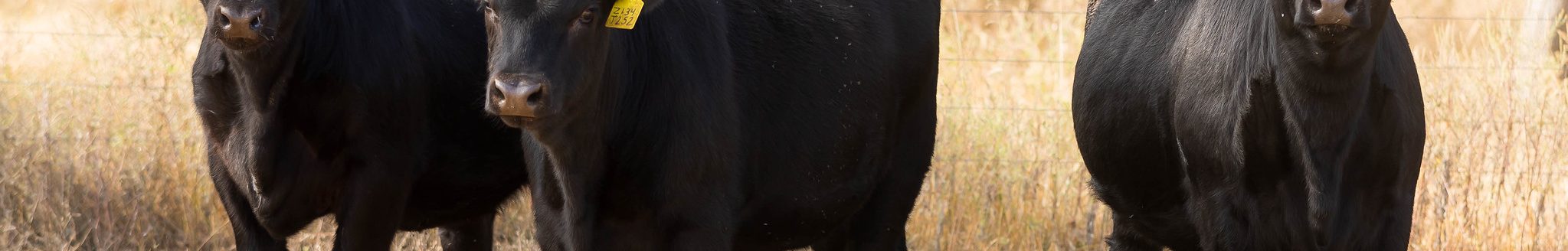 Newly weaned calves can experience stress that makes them more susceptible to disease say K-State veterinarians. (Photo courtesy of Kansas State University Extension)