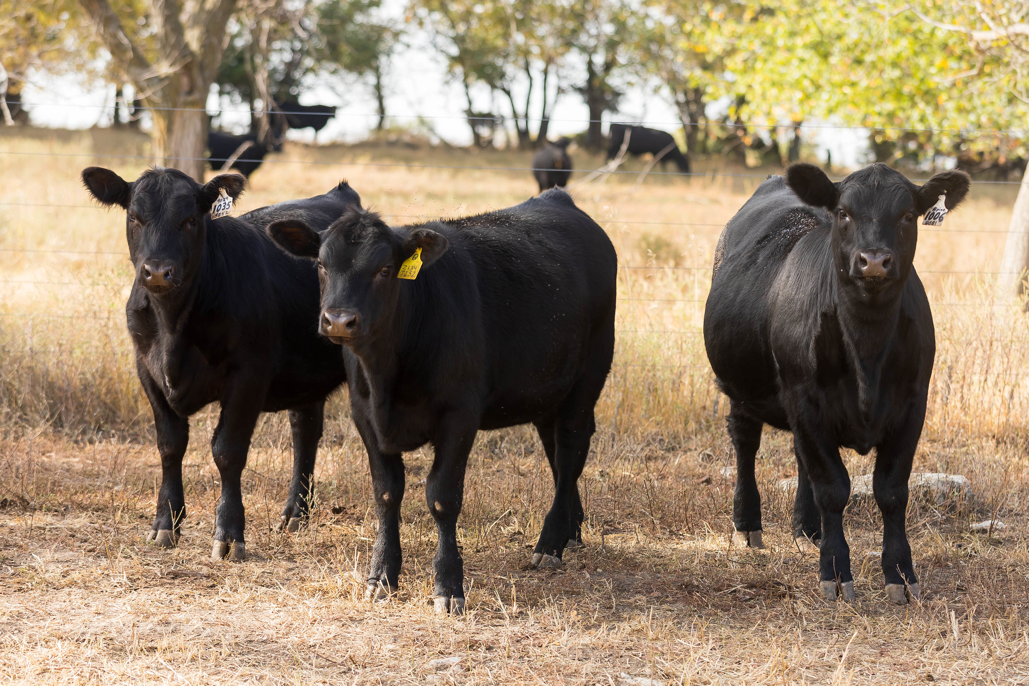 Newly weaned calves can experience stress that makes them more susceptible to disease say K-State veterinarians. (Photo courtesy of Kansas State University Extension)