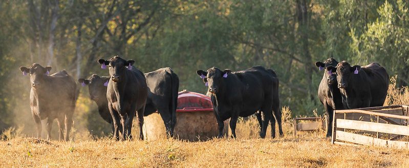 Protein supplements can be offered to cows out on fall pasture. (Photo: K-State Research and Extension)