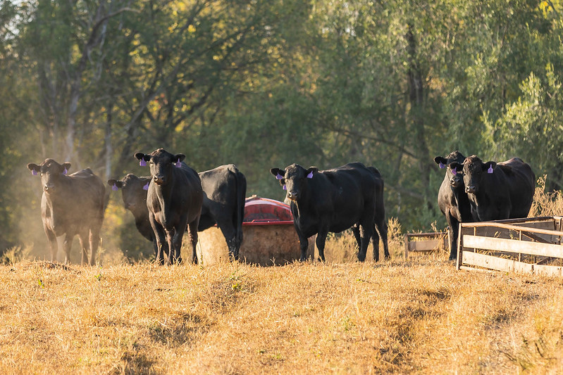 Protein supplements can be offered to cows out on fall pasture. (Photo: K-State Research and Extension)