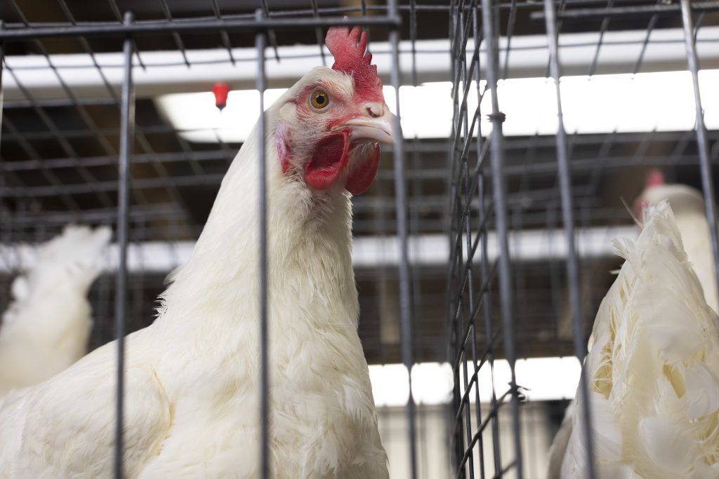 Bird flu’s growing impact calls for urgent action at international summit