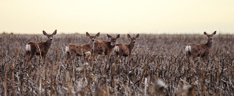 Mule deer on the plains at sunset. (Photo: iStock - peeterv)