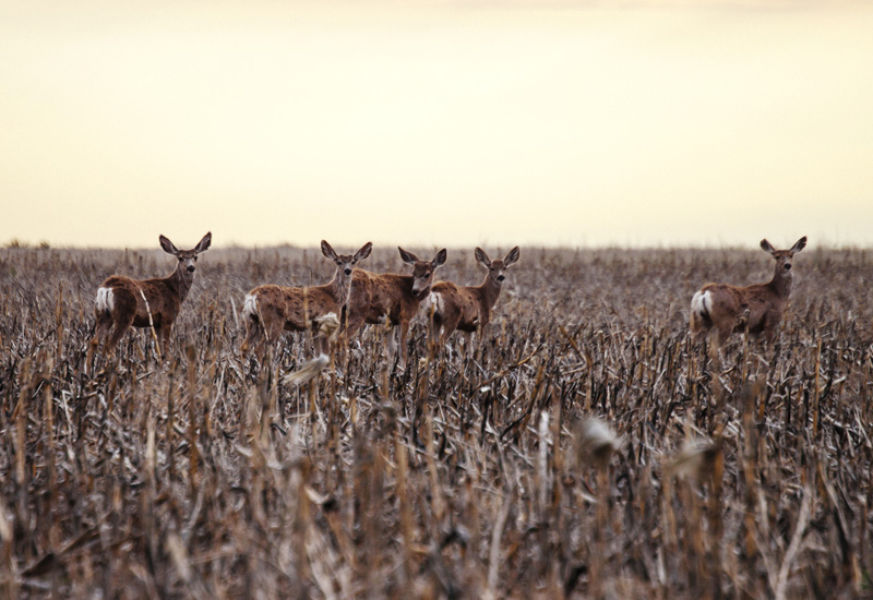 Mule deer on the plains at sunset. (Photo: iStock - peeterv)