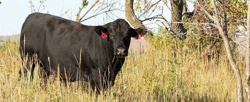 (Photo: K-State Research and Extension news service)