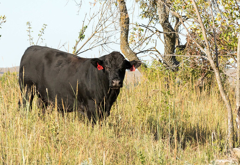 (Photo: K-State Research and Extension news service)