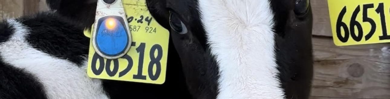 Merck's SENSEHUB Dairy Youngstock ear tag. (Courtesy photo.)