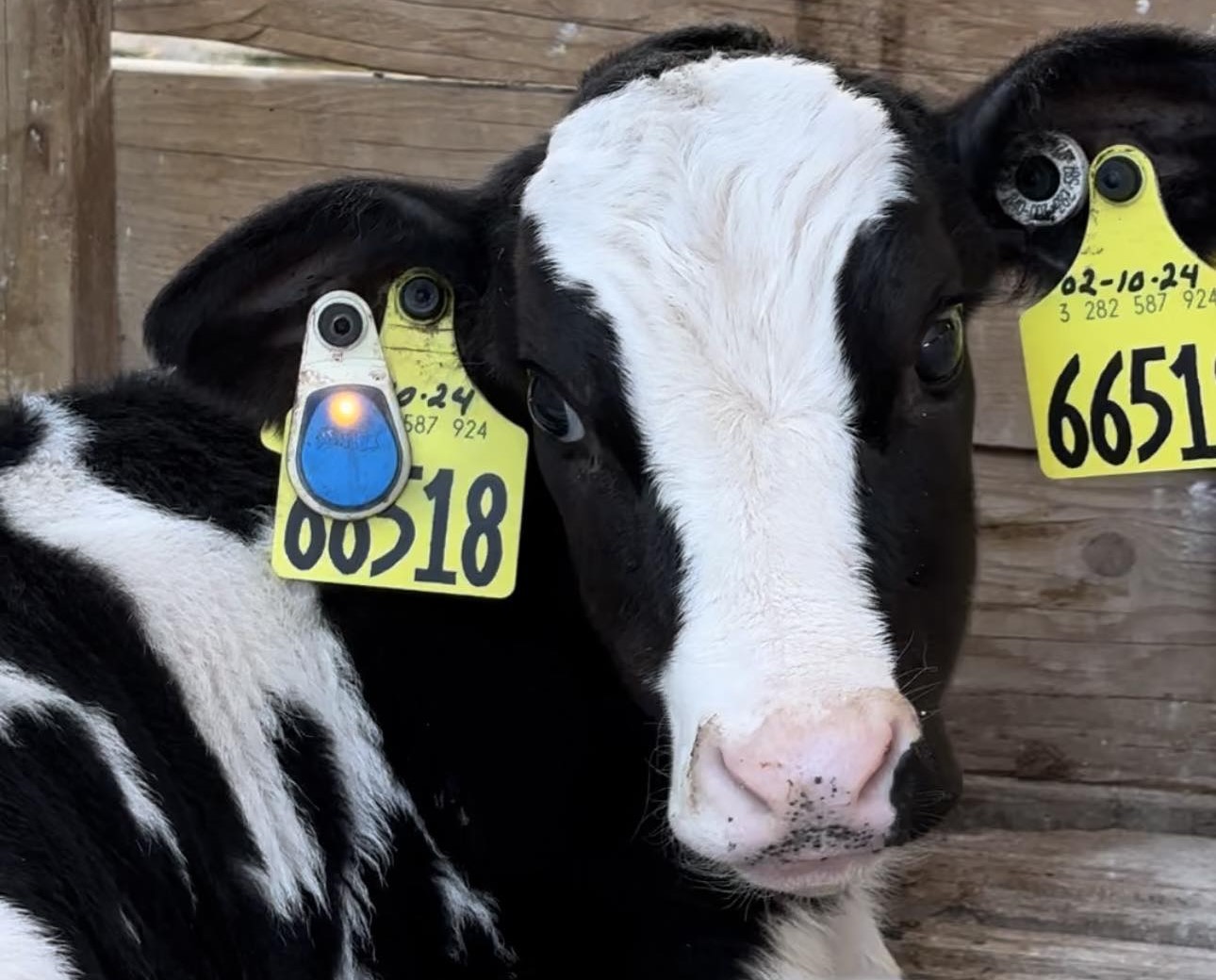 Merck's SENSEHUB Dairy Youngstock ear tag. (Courtesy photo.)