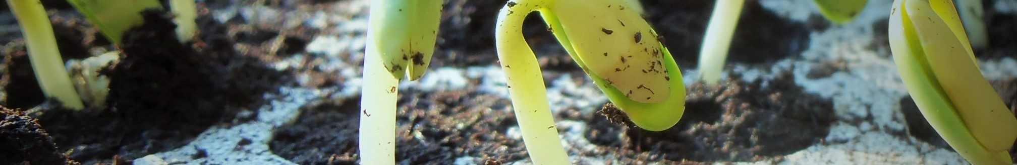 Photo by Julio Cesar Garcia courtesy of Pixabay.