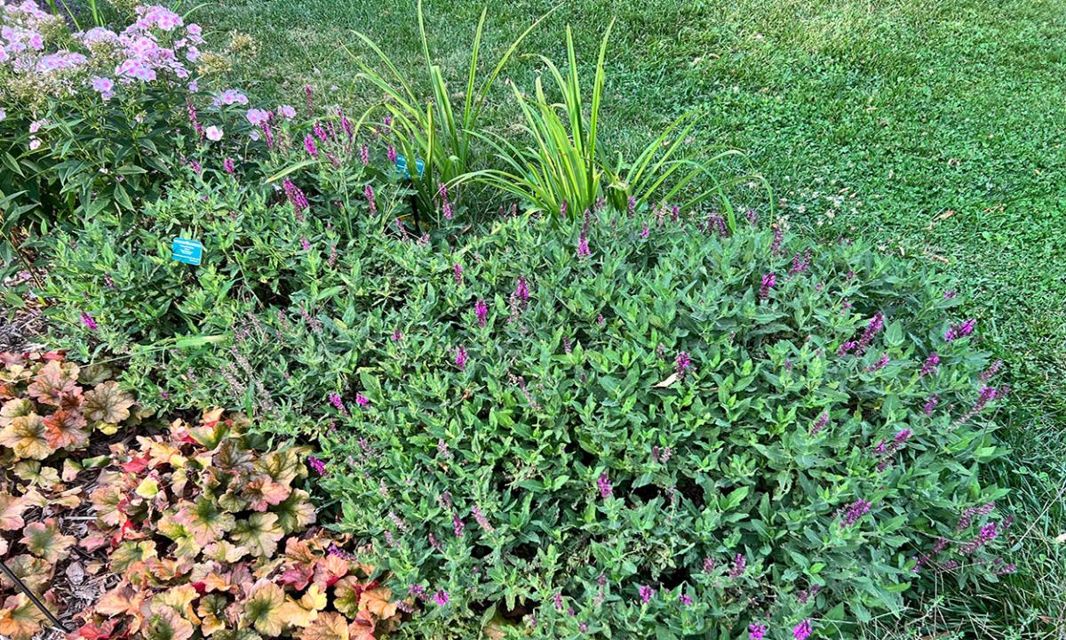 Many perennial plants benefit from being divided every three to five years to improve plant performance. (Photo: courtesy of Kristine Lang - SDSU Extension)