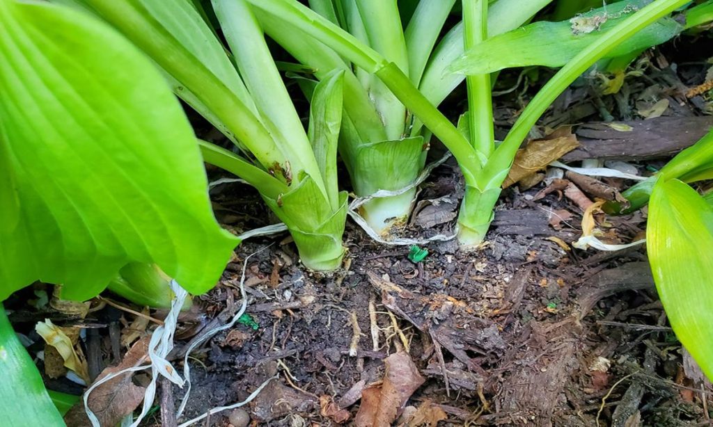 Each division needs approximately three to five leaves and a healthy number of roots. These will typically be collected from the outside edges of the parent plant. (Photo: courtesy of Kristine Lang - SDSU Extension)