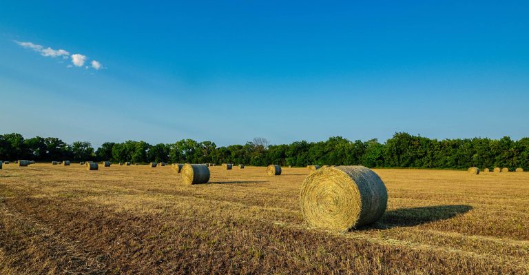 Extra forage can be baled into late summer and early fall, but the hay’s lower nutrient levels later in the season might not be worth the time and expense. (Photo: Todd Johnson, OSU Agriculture)