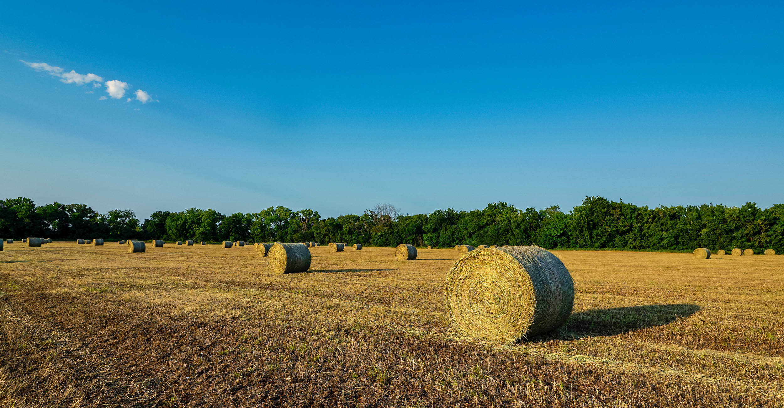 Extra forage can be baled into late summer and early fall, but the hay’s lower nutrient levels later in the season might not be worth the time and expense. (Photo: Todd Johnson, OSU Agriculture)