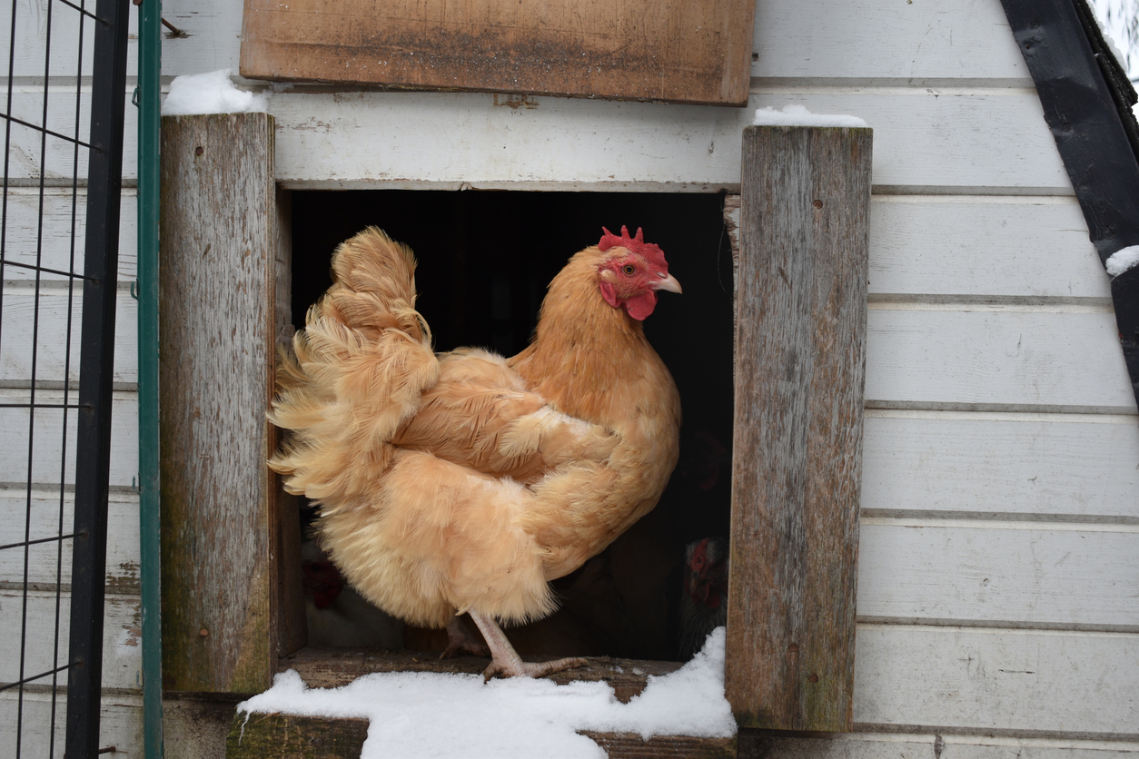 A single caramel colored, brown Buff Orpington hen standing in the doorway of her coop in the winter. (Photo: iStock - Jennifer Chamblee)