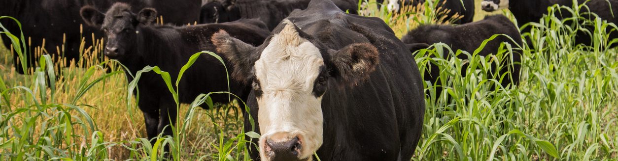 Herd of cows grazing on a field of sorghum sudangrass. (Photo: iStock │ #1204531201 - PBouman)